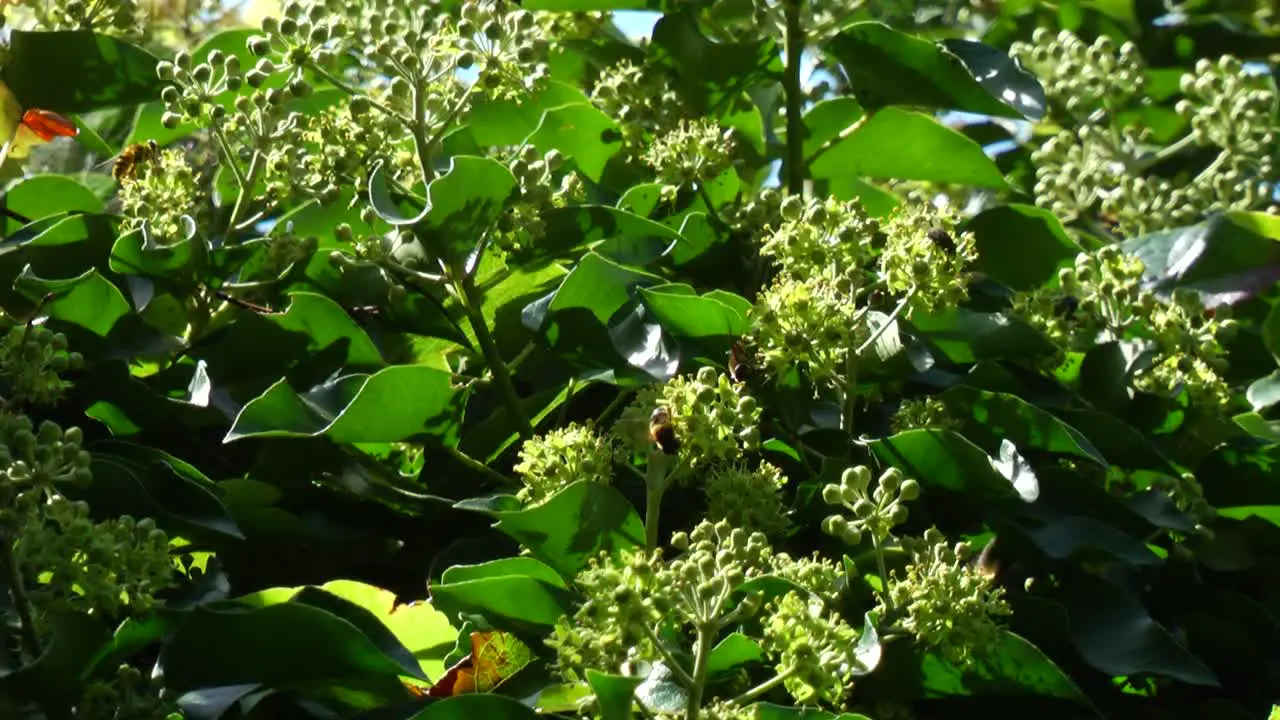 Bees on Flowers