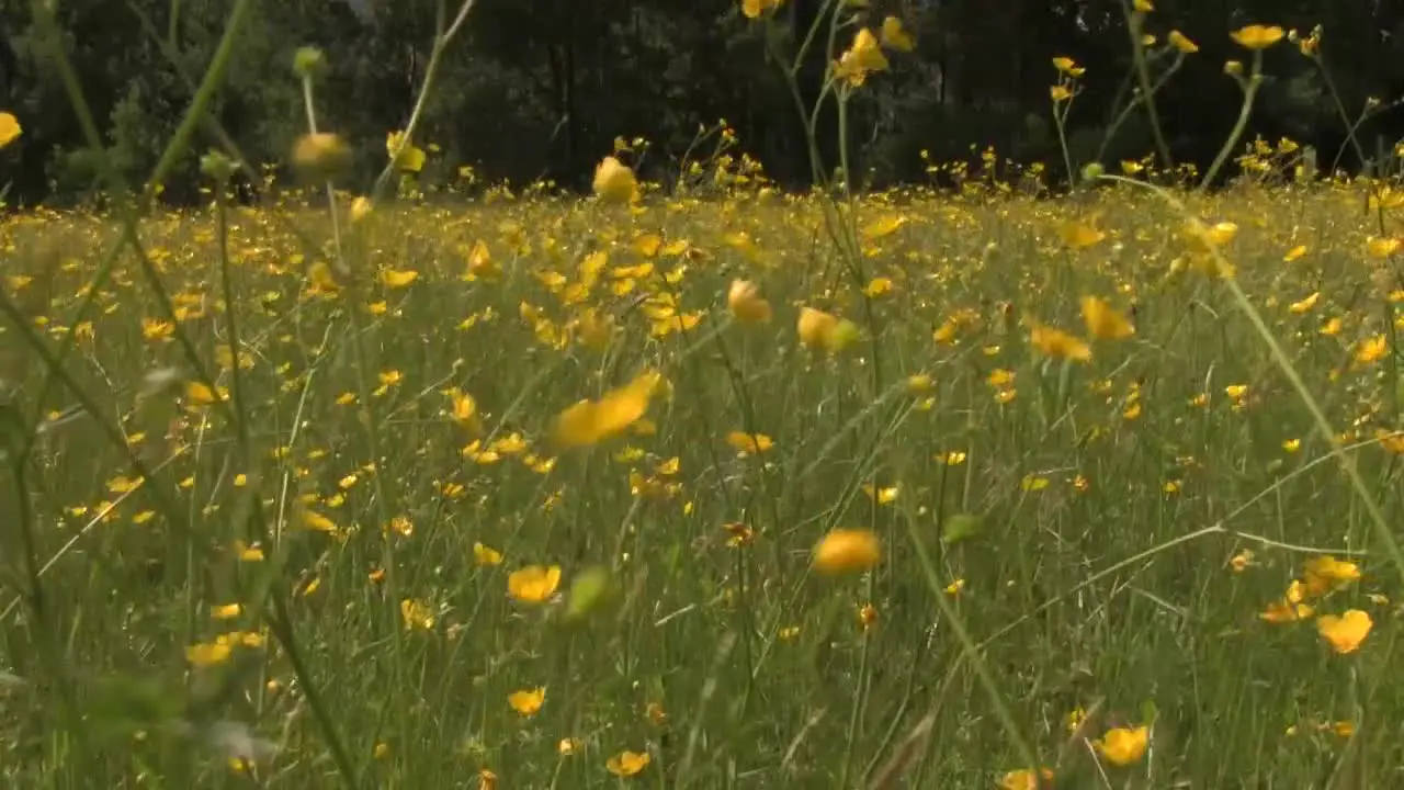 Buttercups in Field