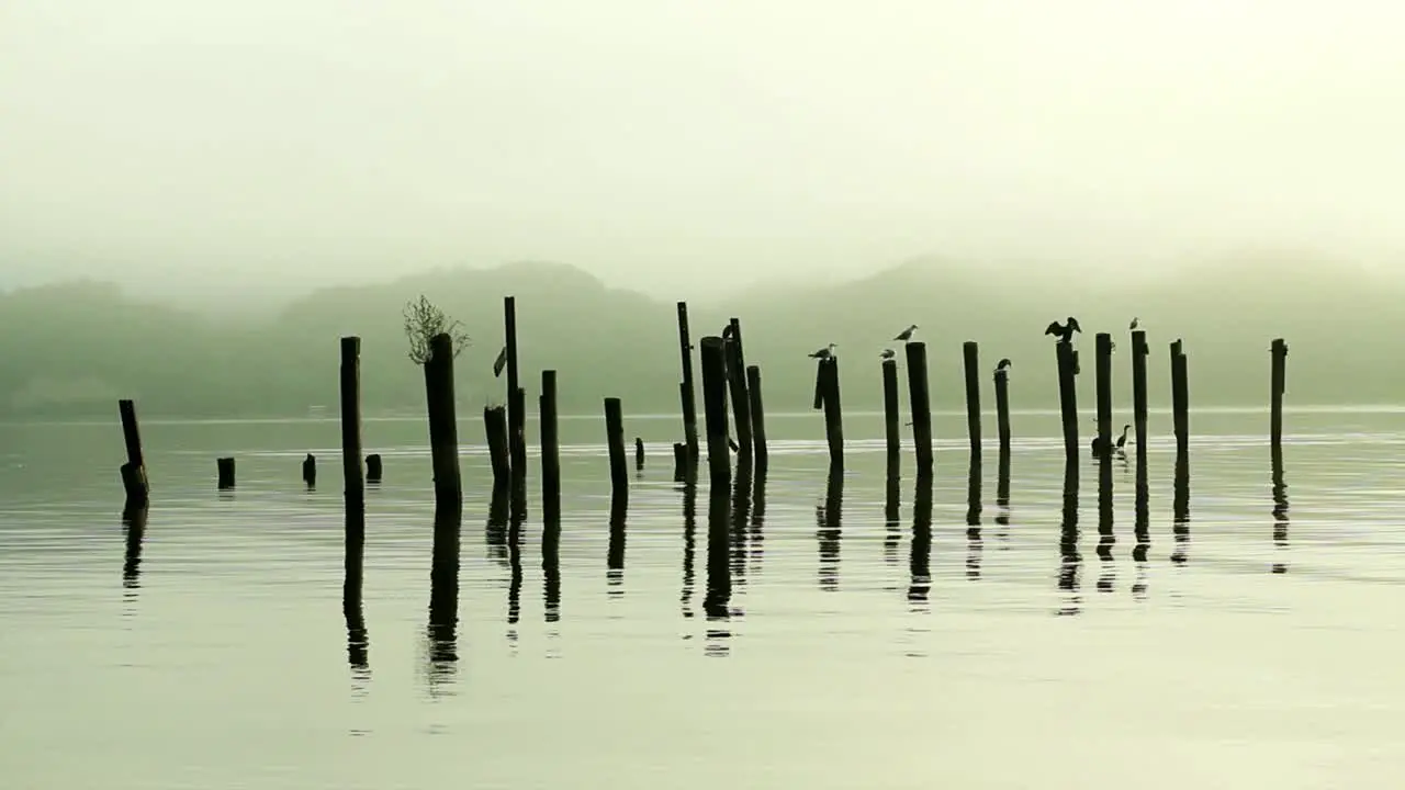 Birds Sitting on Posts