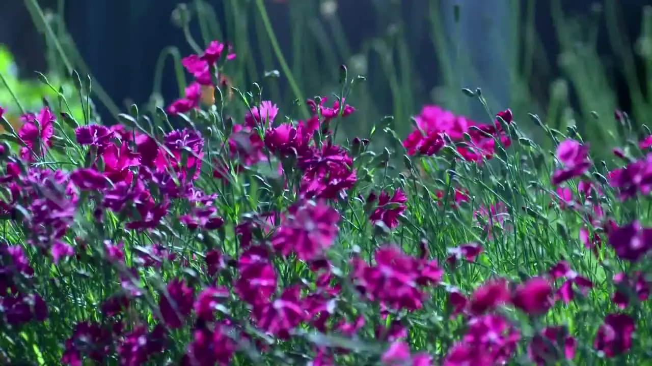 Purple Flowers