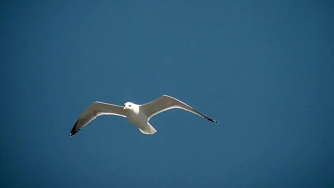 Seagull in the Sky