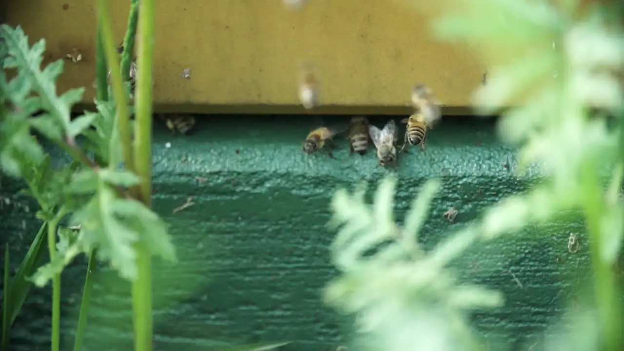 Bees at Beehive Closeup