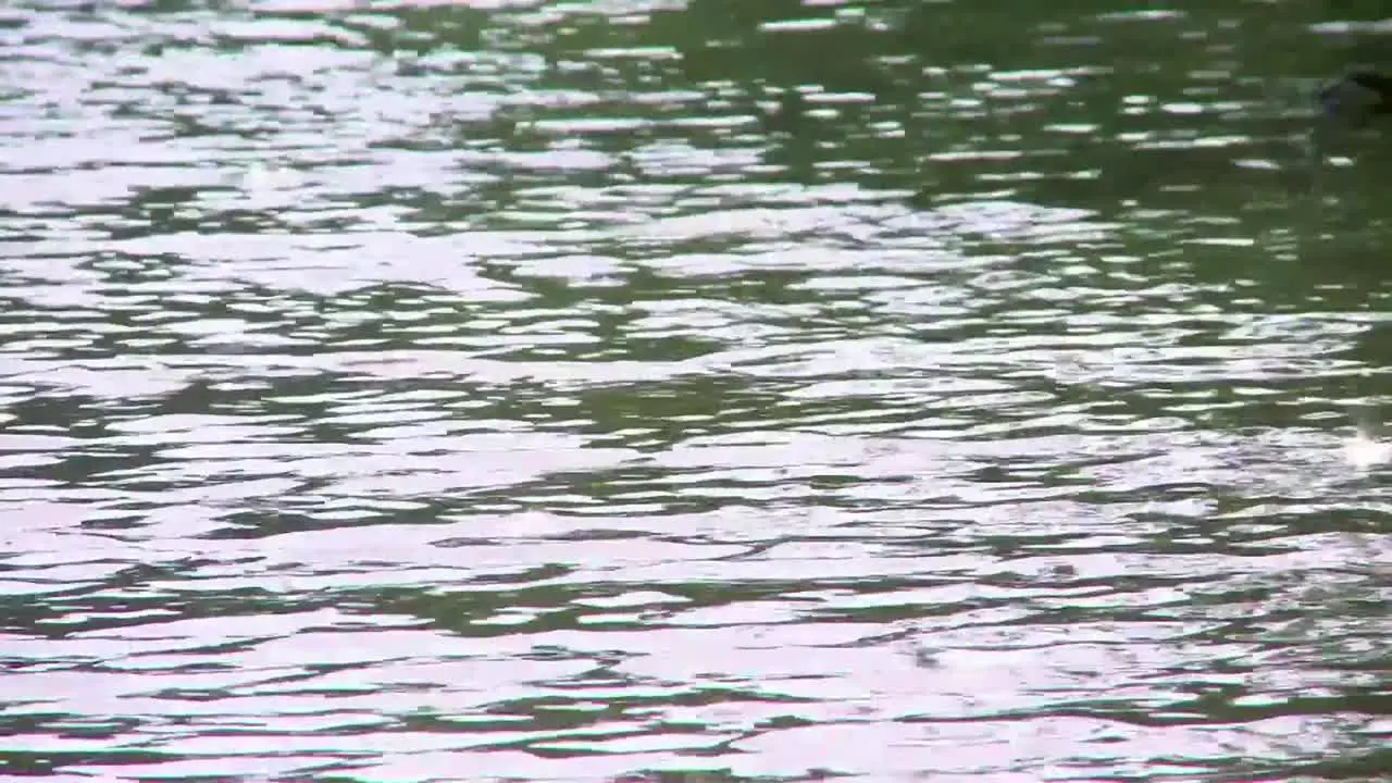 Close- Up of A Lake