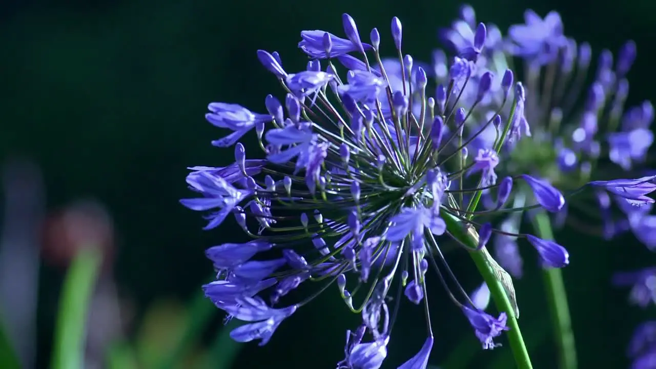 Violet Flowers