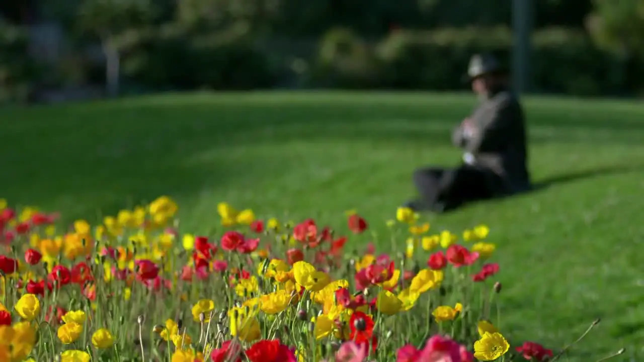 Flowers In Park