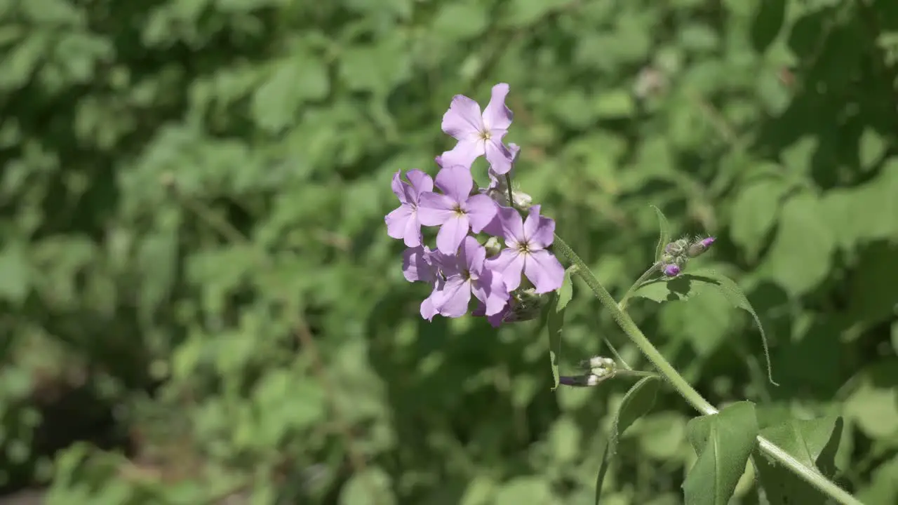 Purple Flower in Nature