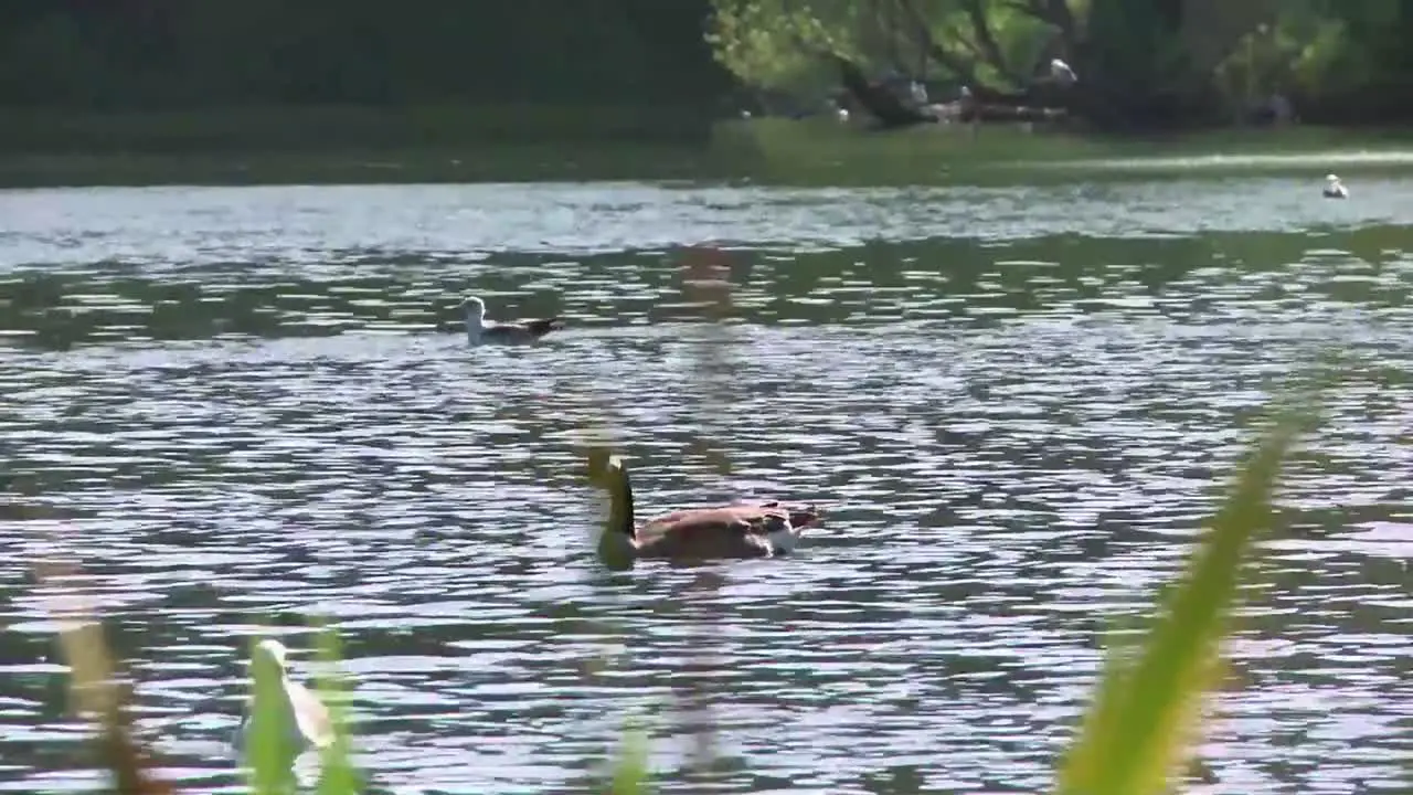 Duck on a Lake