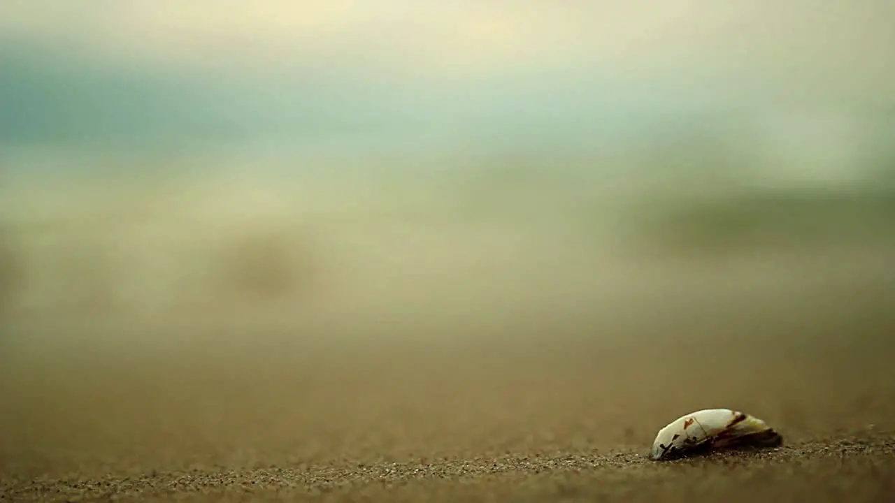 Beach and Shell