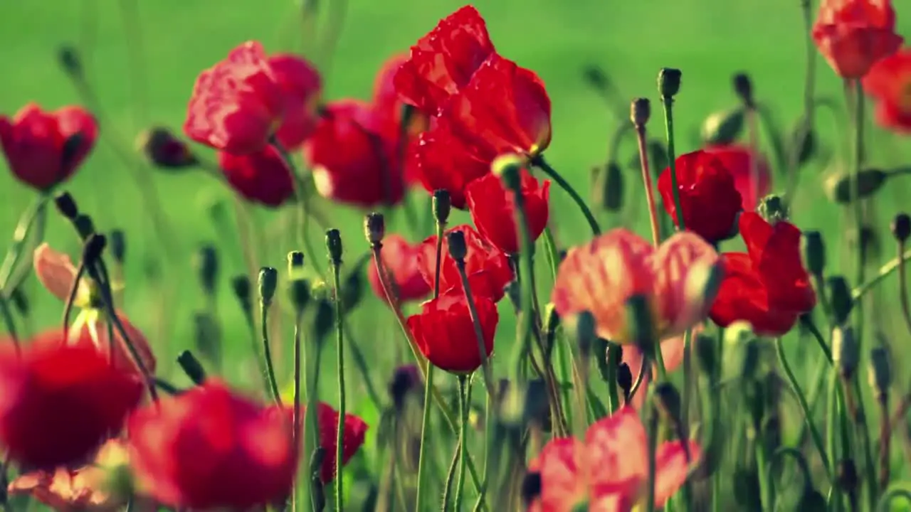 Poppies in a Field