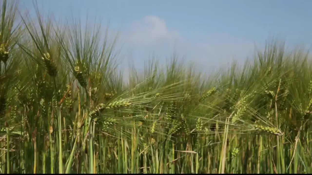 Wheat Field 3 Shots