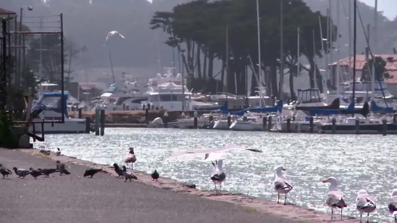 Birds at a Dock