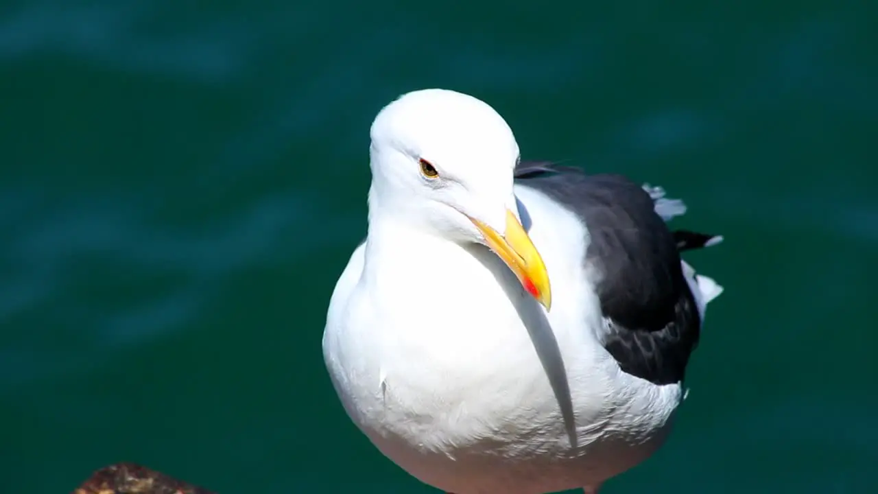 Close-up Seagul