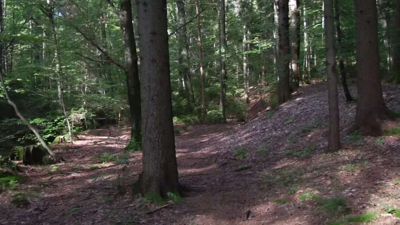 Forest Steadycam Shot