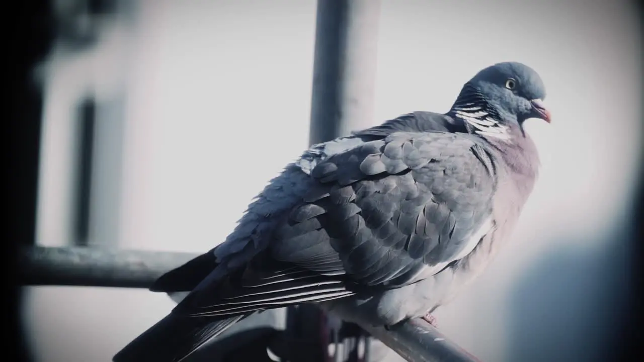 Pigeon Closeup