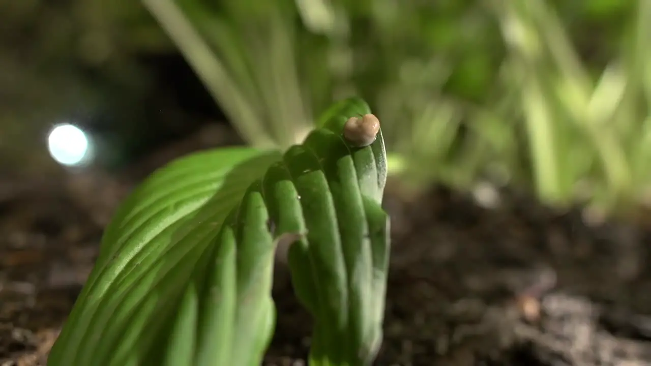 Slug on a Leaf