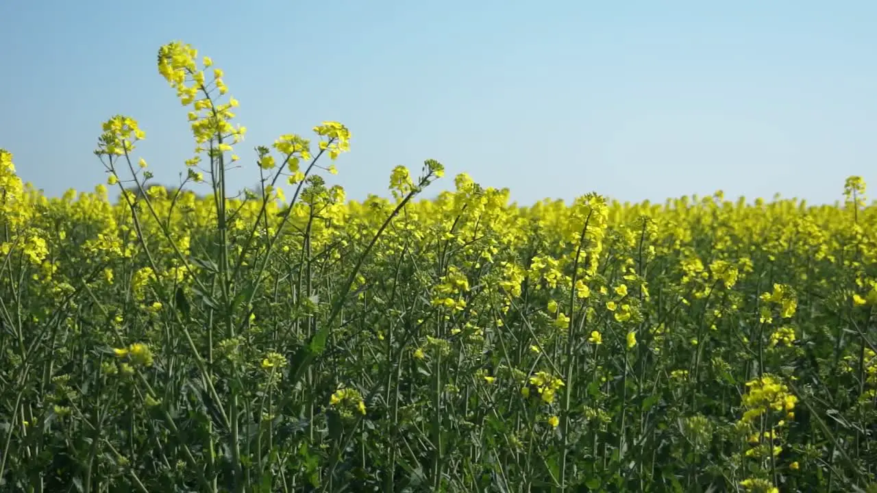 Mustard Field