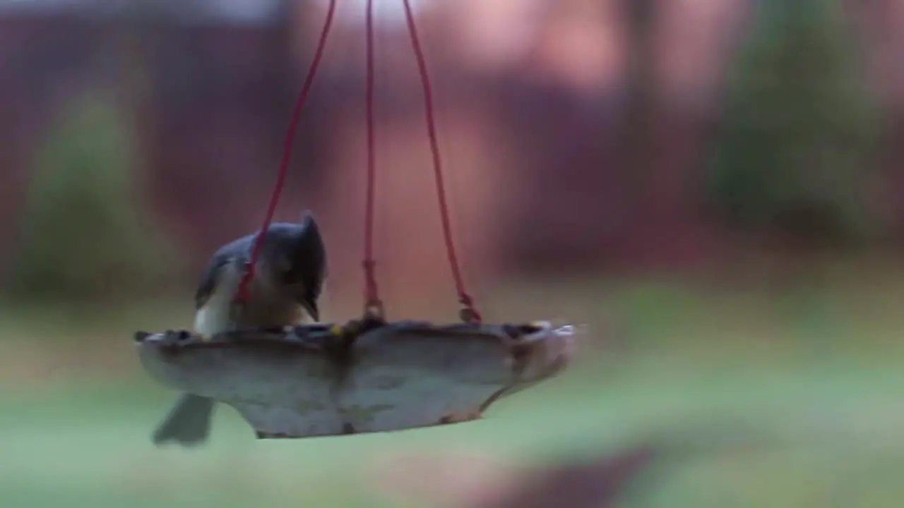 Birds at Feeder