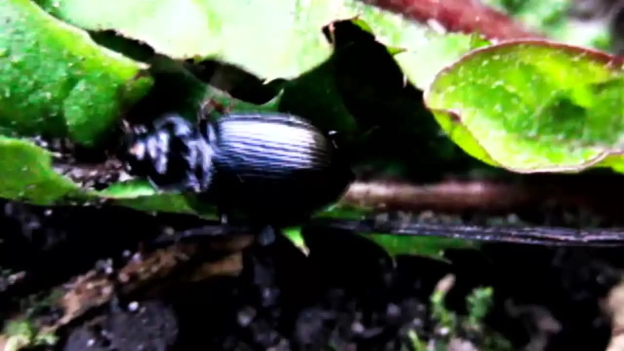 Beetle in Slow Motion CC-BY NatureClip