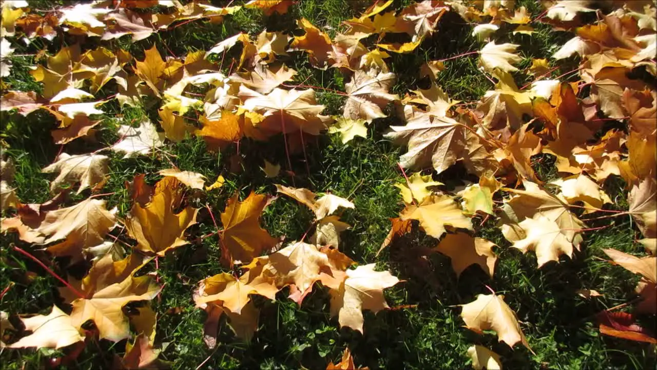 Maple Leaves on Grass