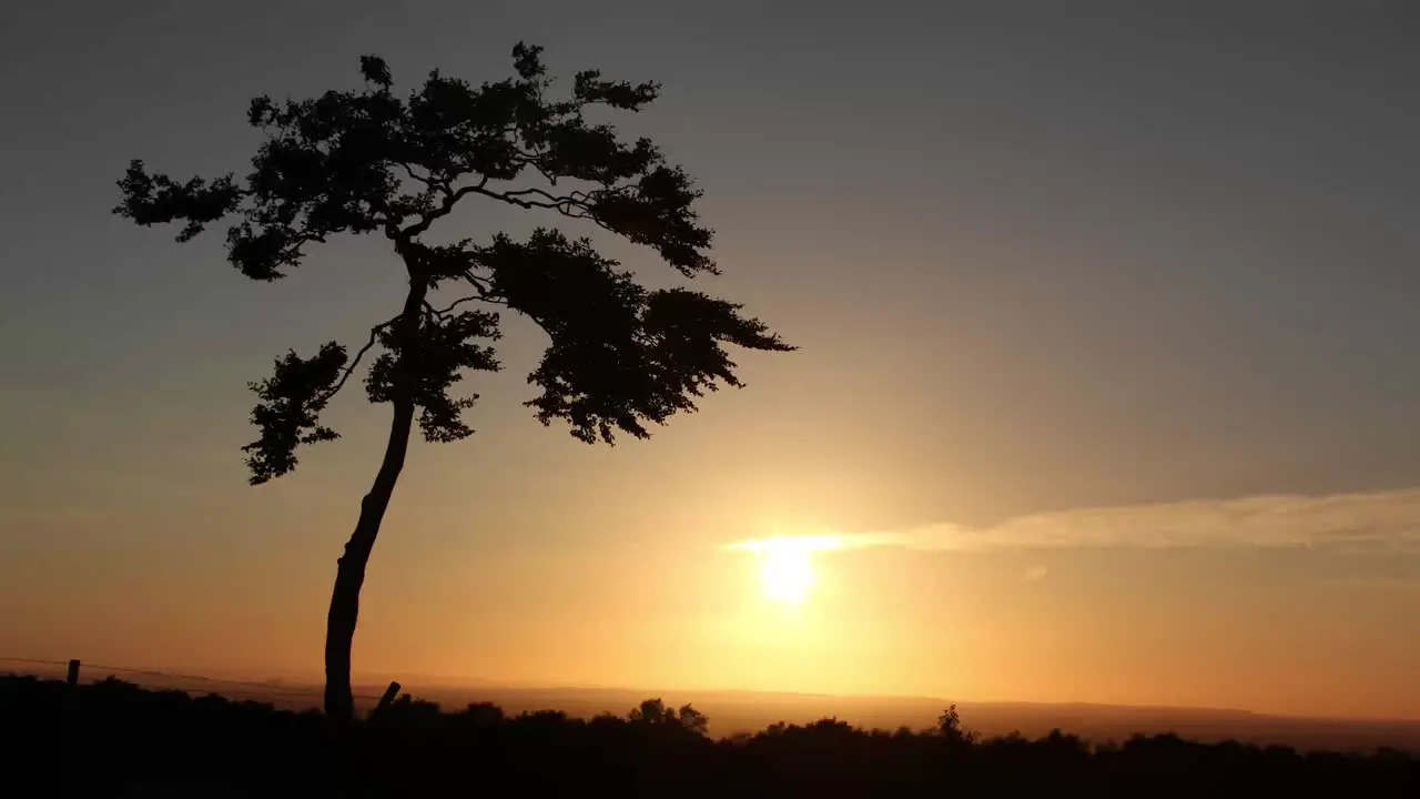 Lonely tree at Sunset (4K) CC-BY NatureClip