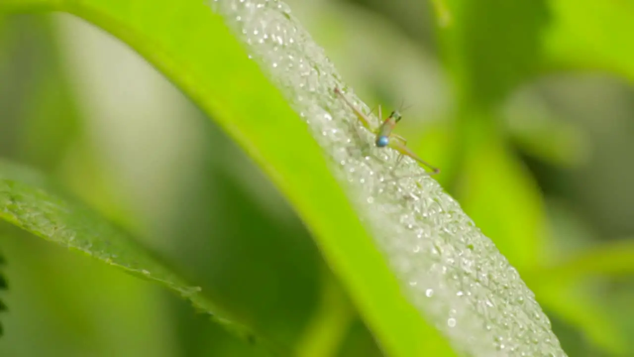 Tiny Cricket on Leaf