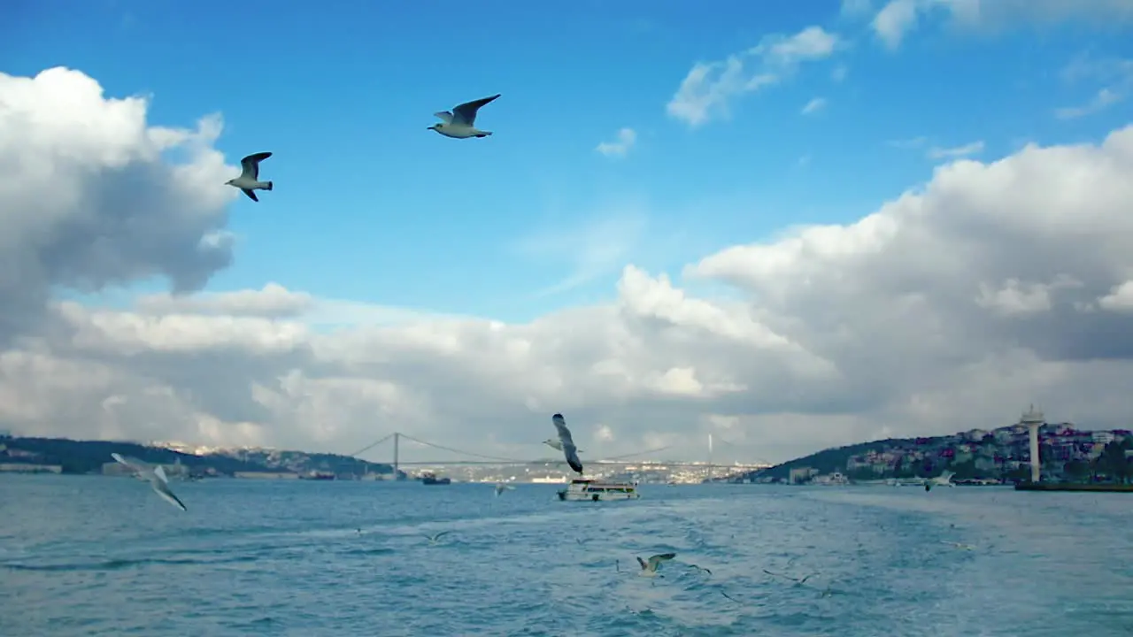 Seagulls in Bosphorus