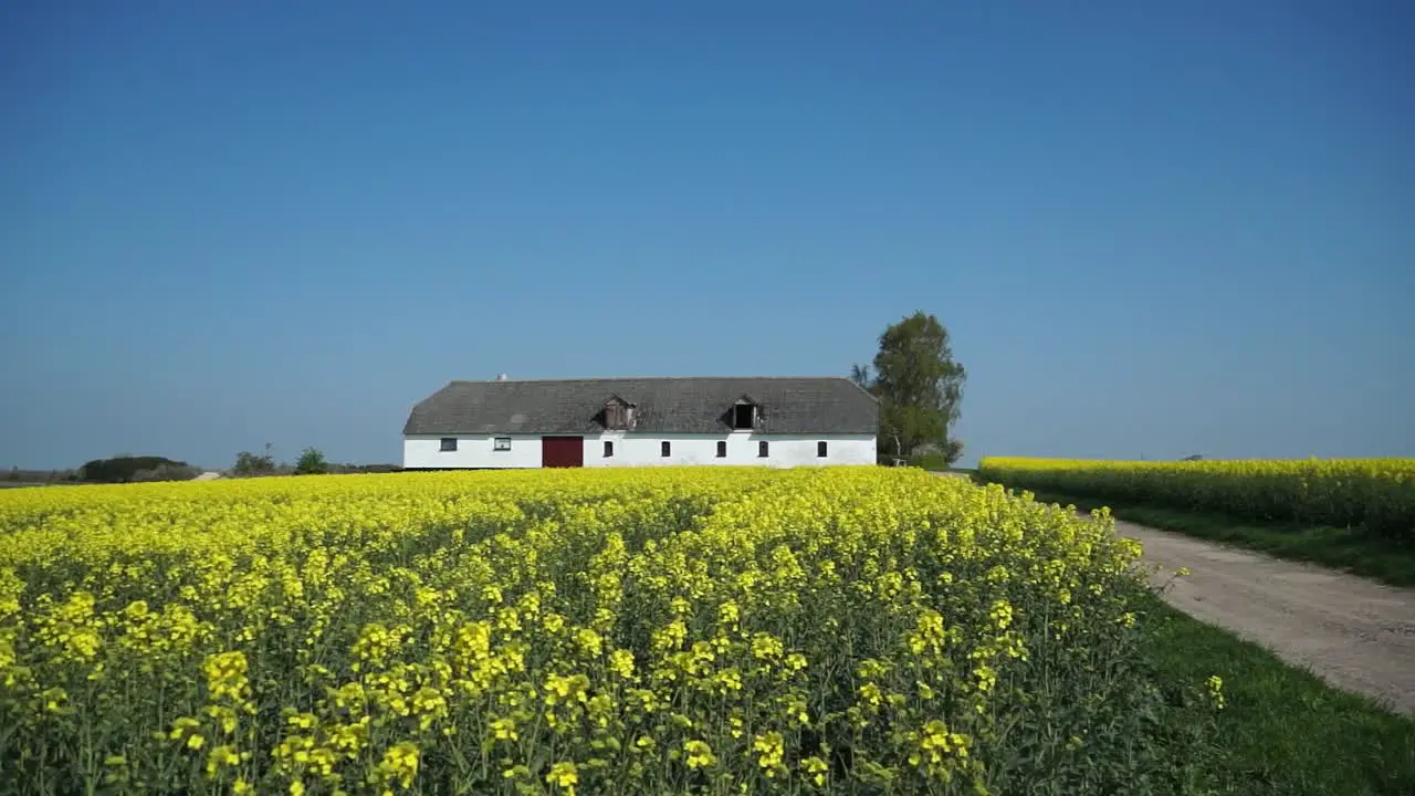 Barn in Mustard Field