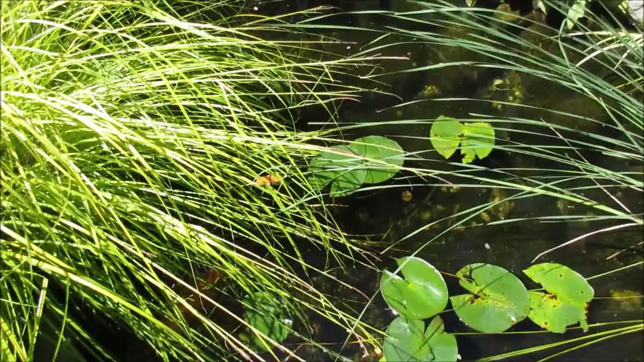 Fish In A Pond Under Waterlily