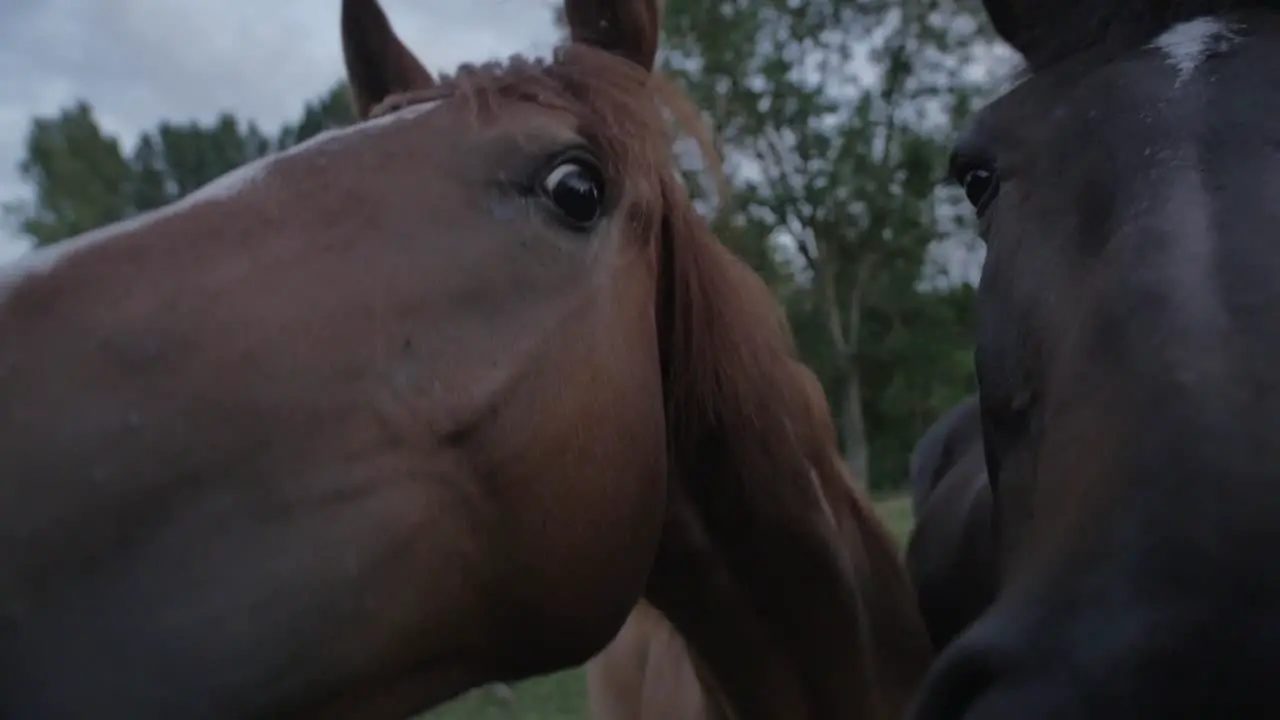 Horses Up Close