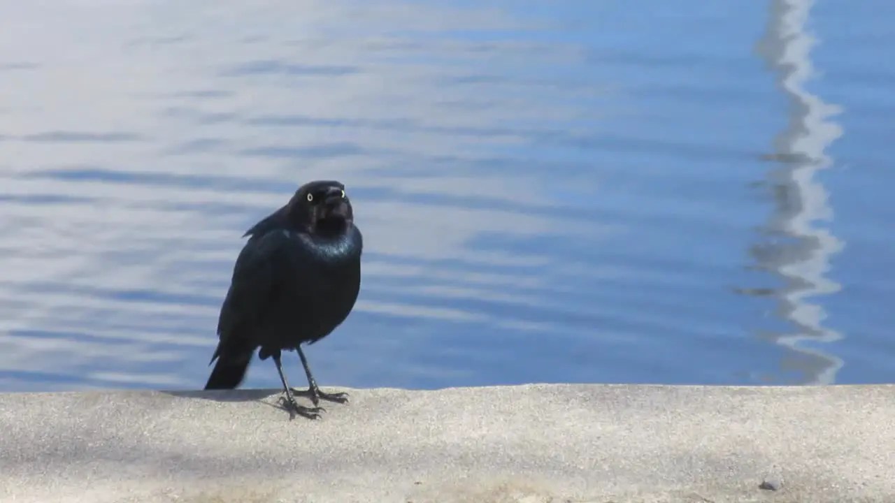 Black Bird Singing By Lake