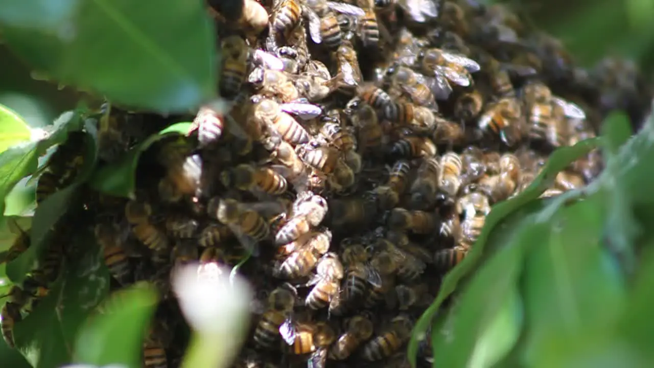 Swarming Bees