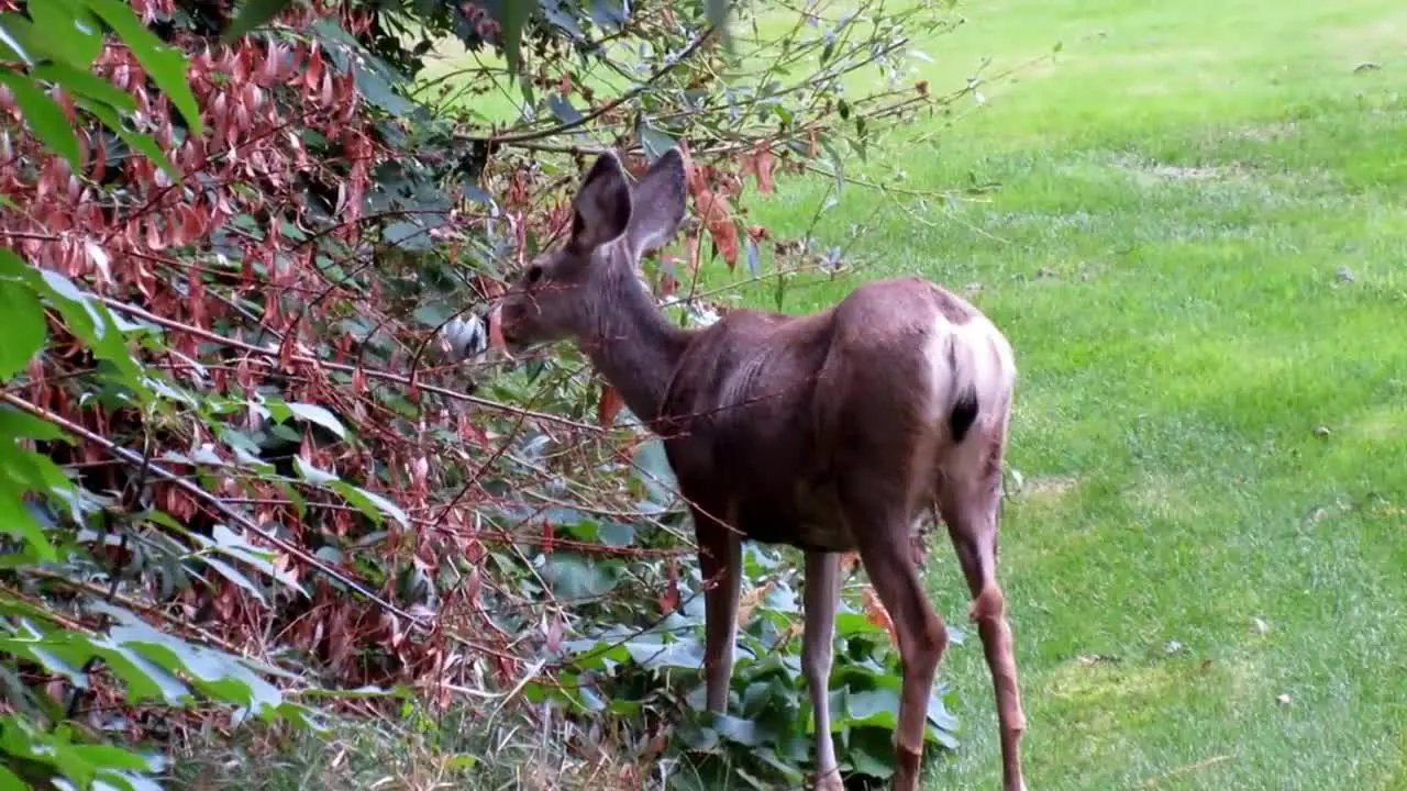 Deer Eating Leaves by Creek