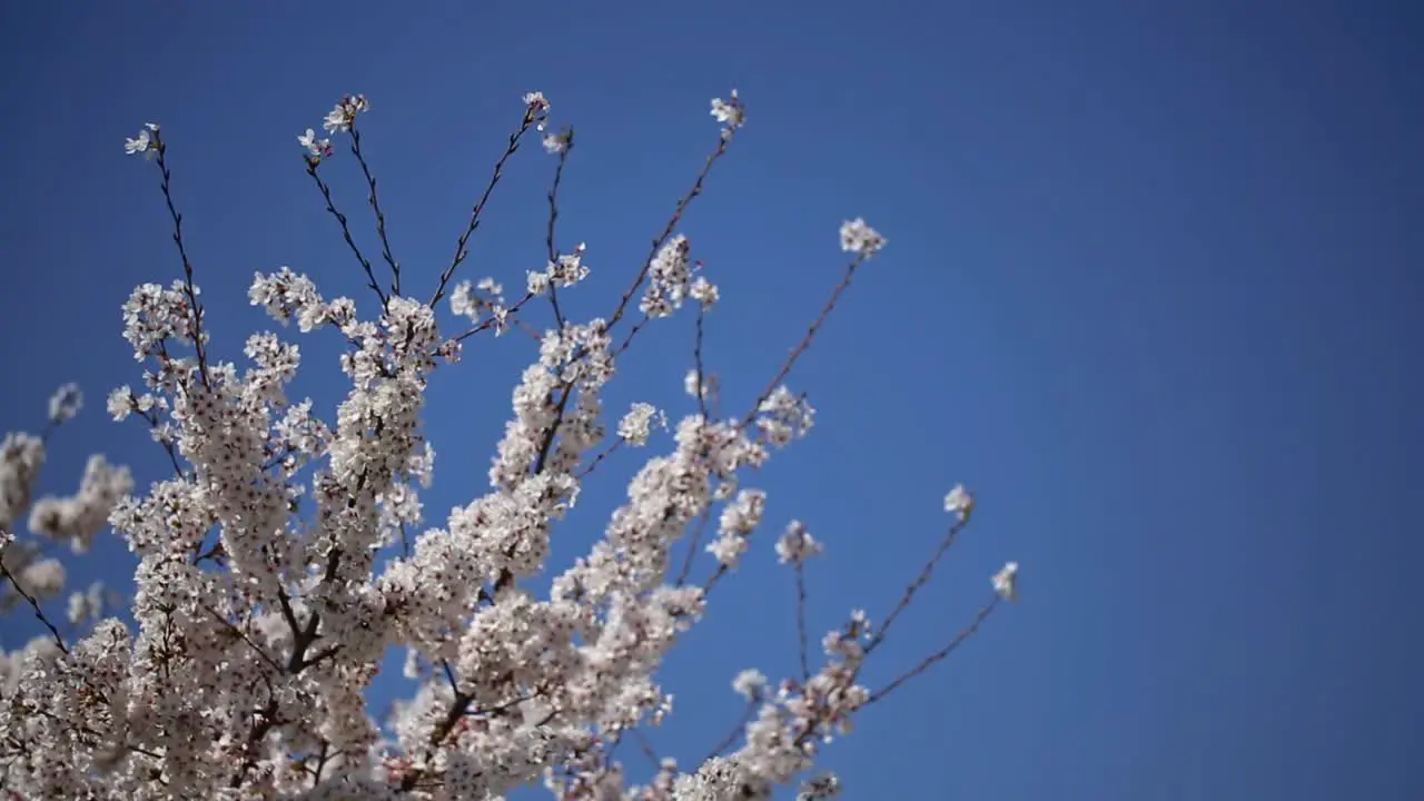 Sakura Cherry Blossoms Japan 3