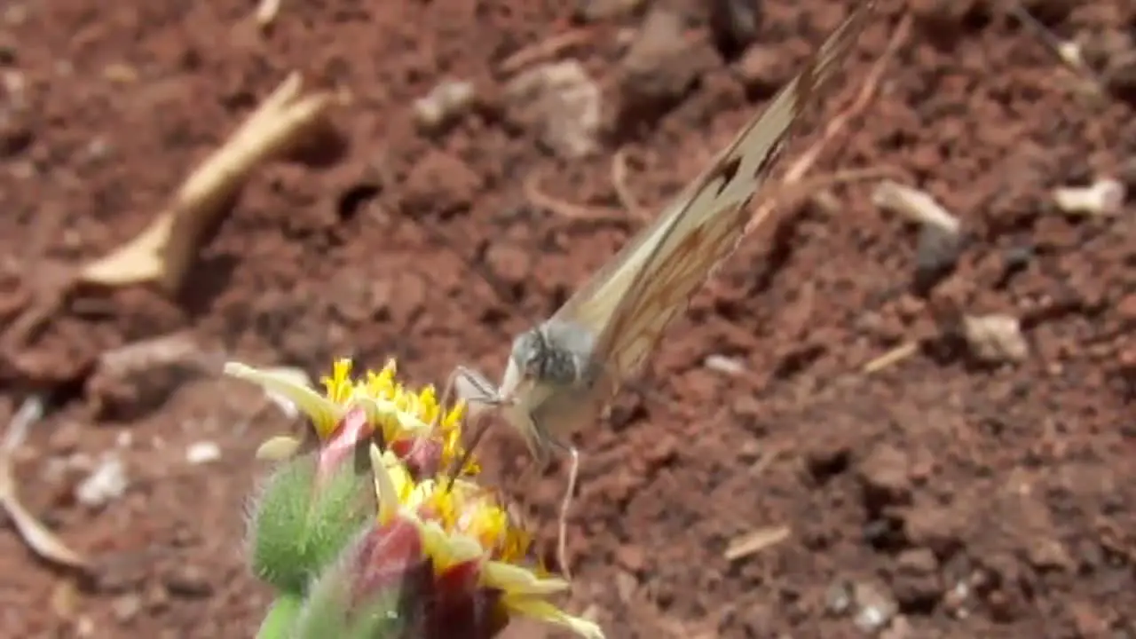 Butterfly Feeding in Slow Motion CC-BY NatureClip 2011