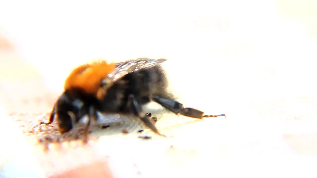 Bee Macro Slow Motion CC-BY NatureClip