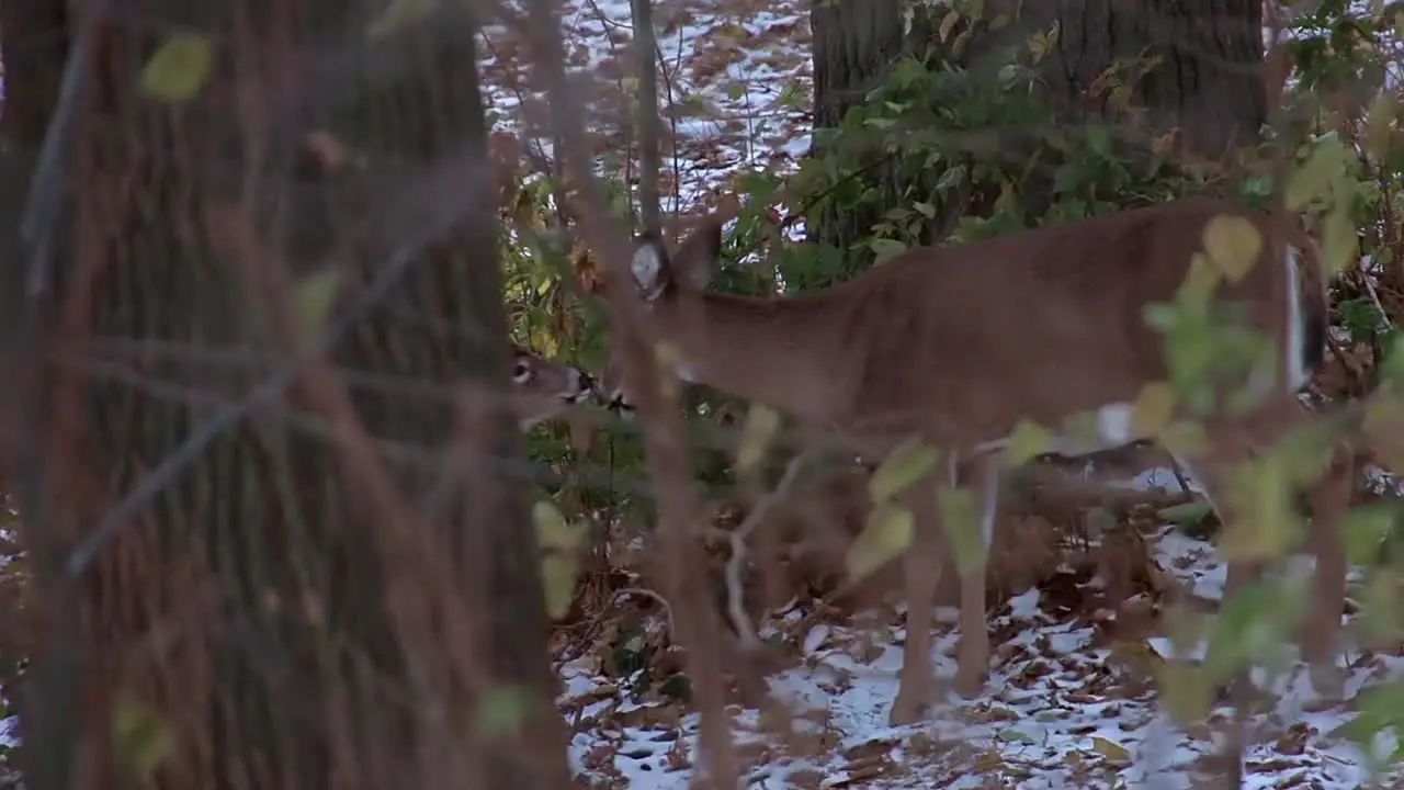 Doe and Fawns in Woods