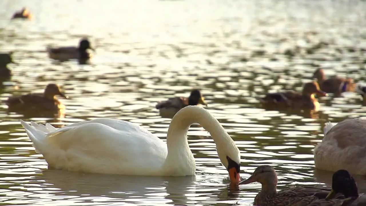 White Swan in Super Slow Motion