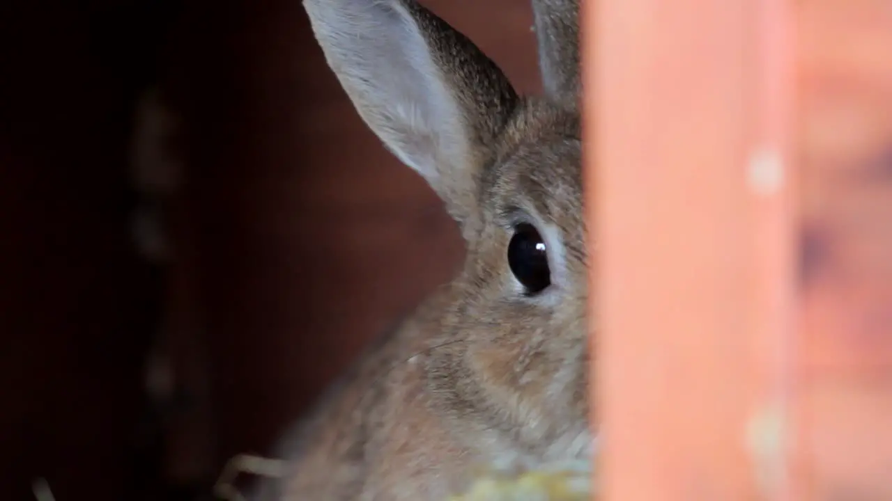 Brown Rabbit Hiding