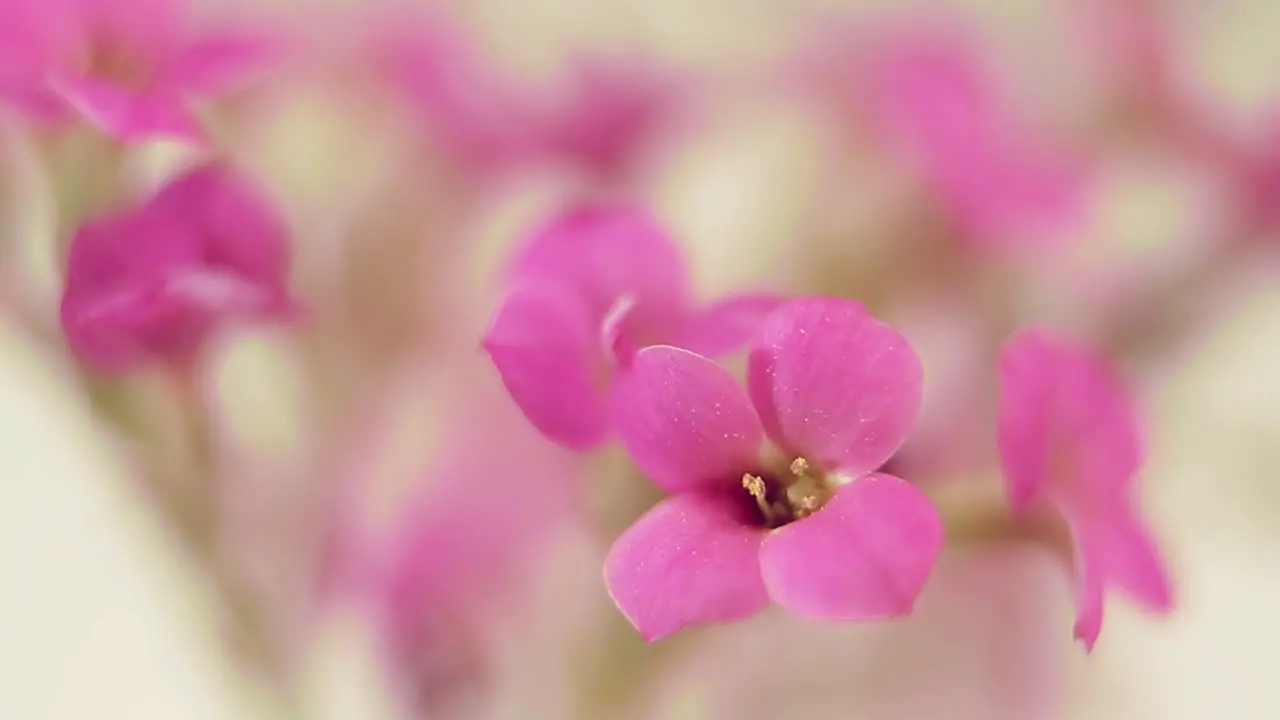 Purple Flower Macro