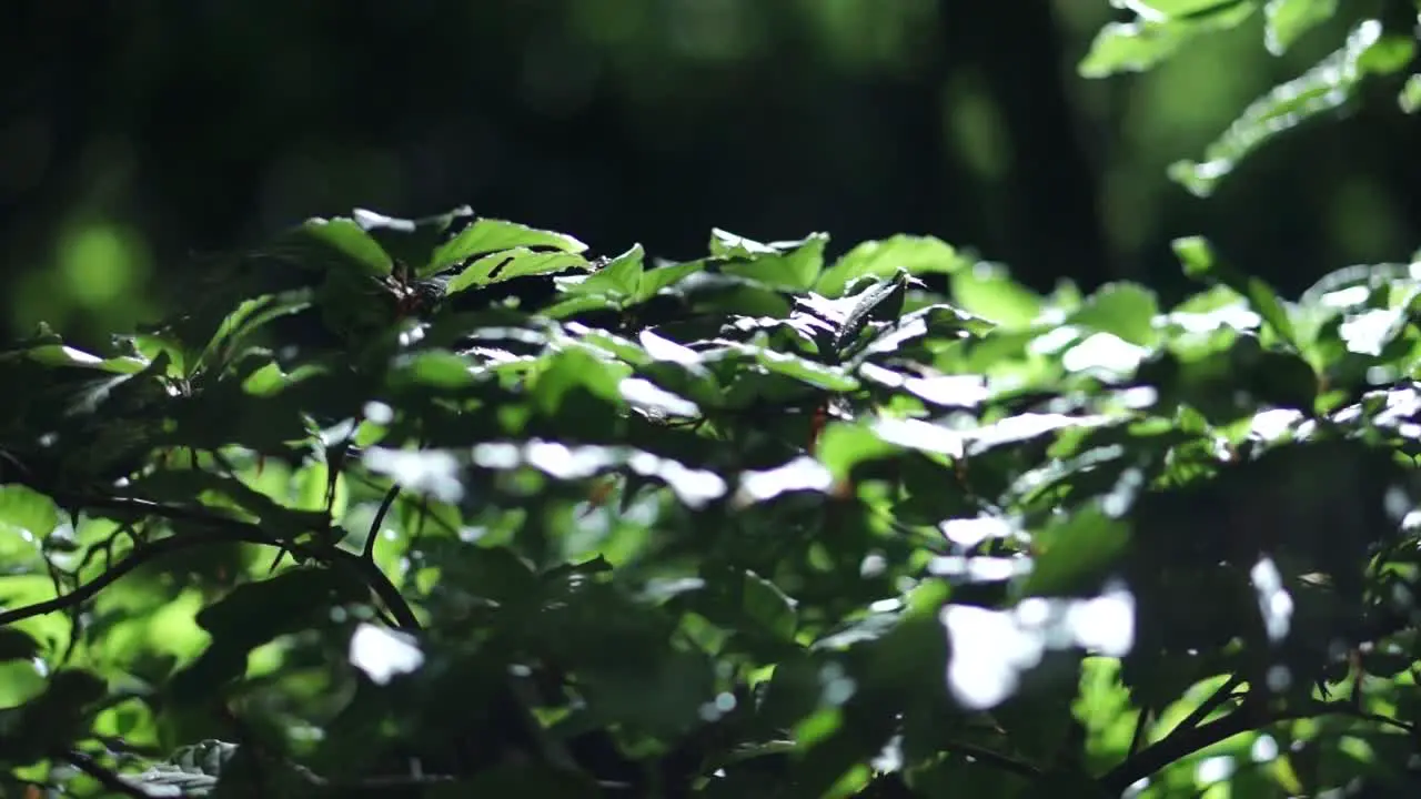 Green Leaves in Sunlight