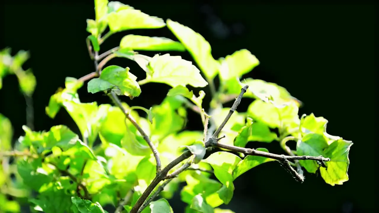 Hibiscus Leaves