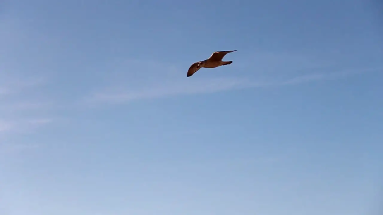 Seagulls Flying Overhead CC-BY NatureClip