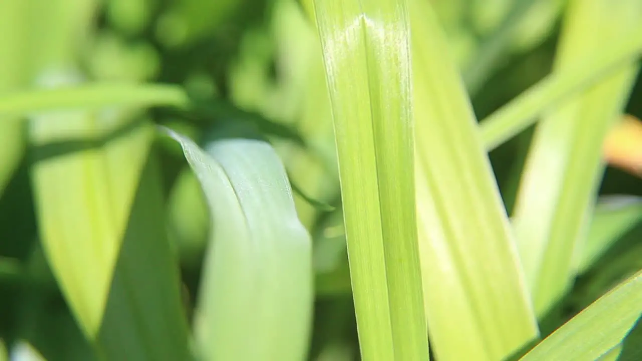 Grass blades CC-BY NatureClip