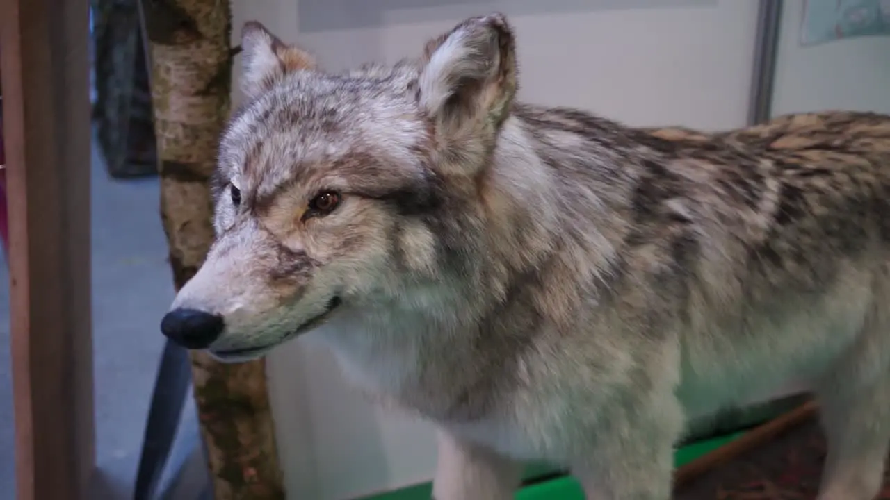 Stuffed Wolf