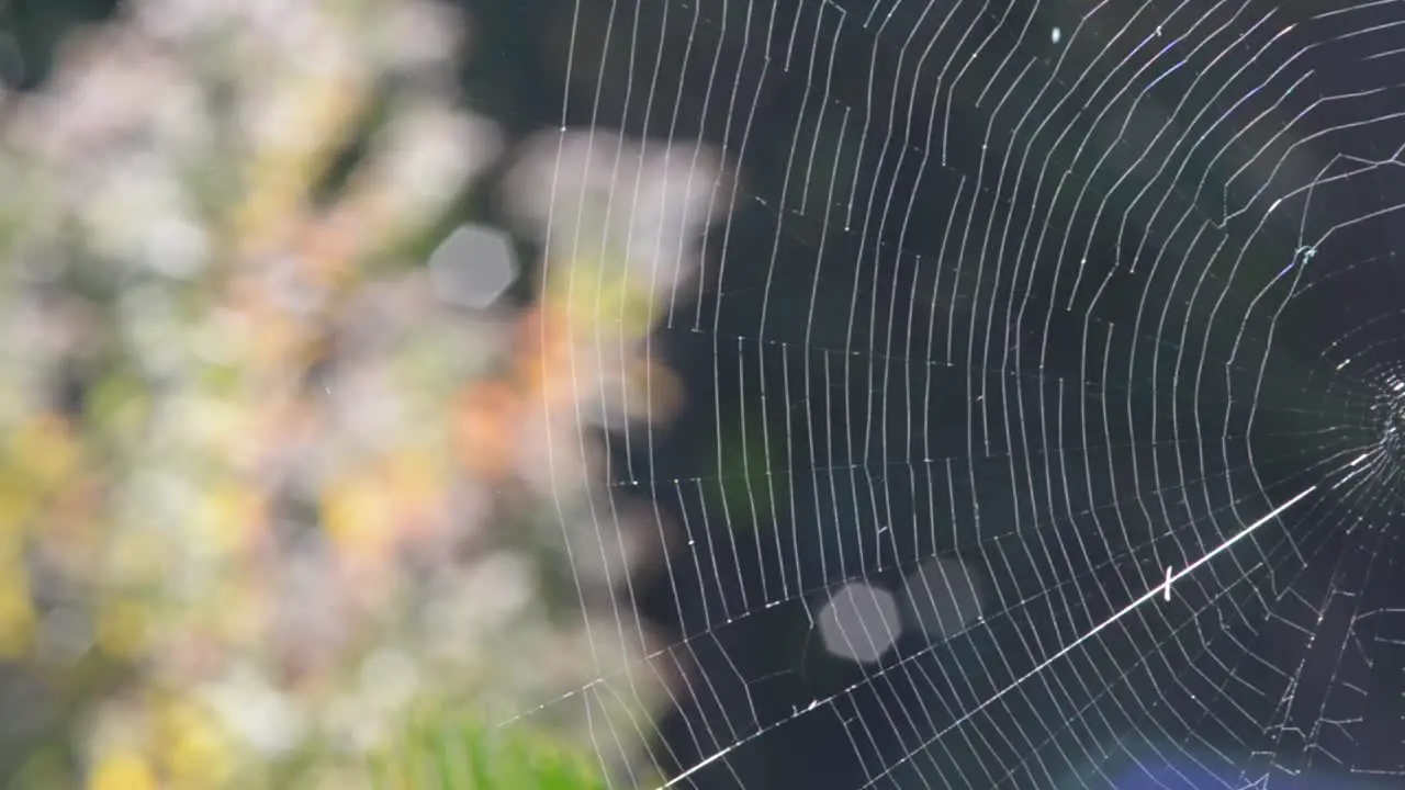 Spider Web Closeup