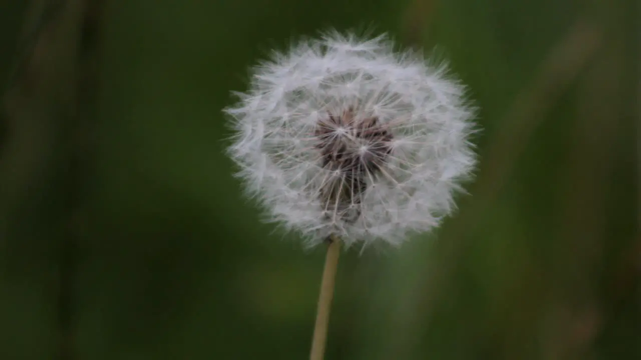 Dandelion Close-Up