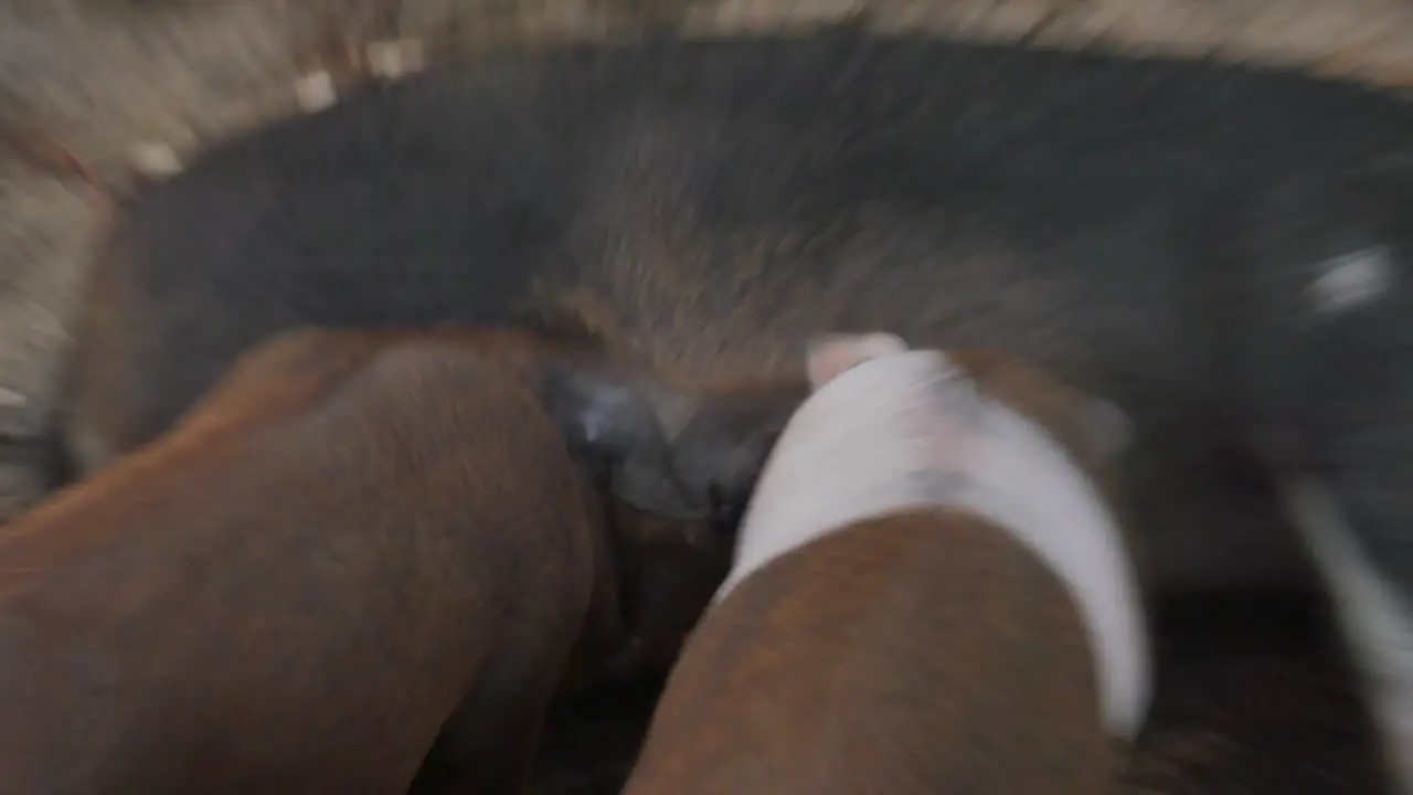 Piglets Feeding