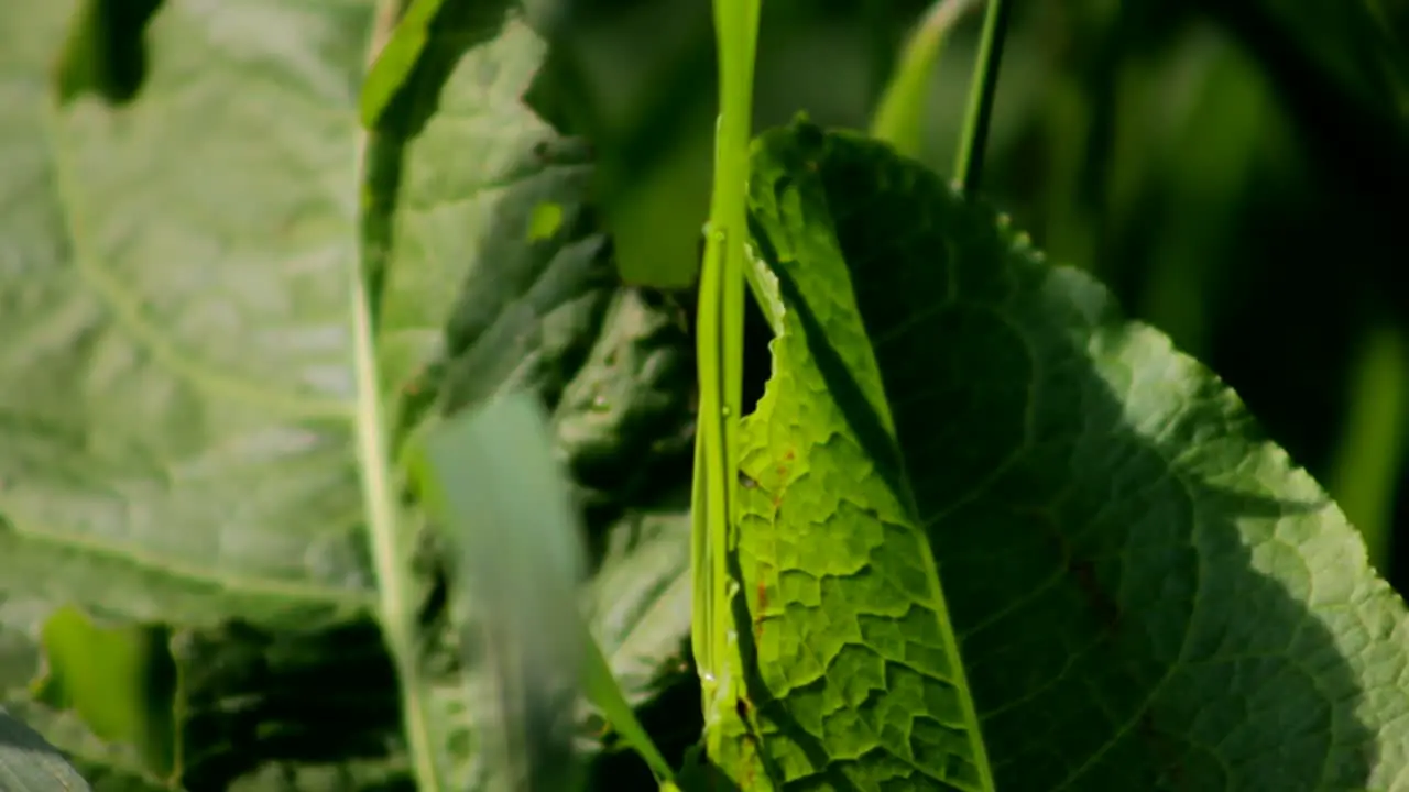 Green Leaf Close-Up