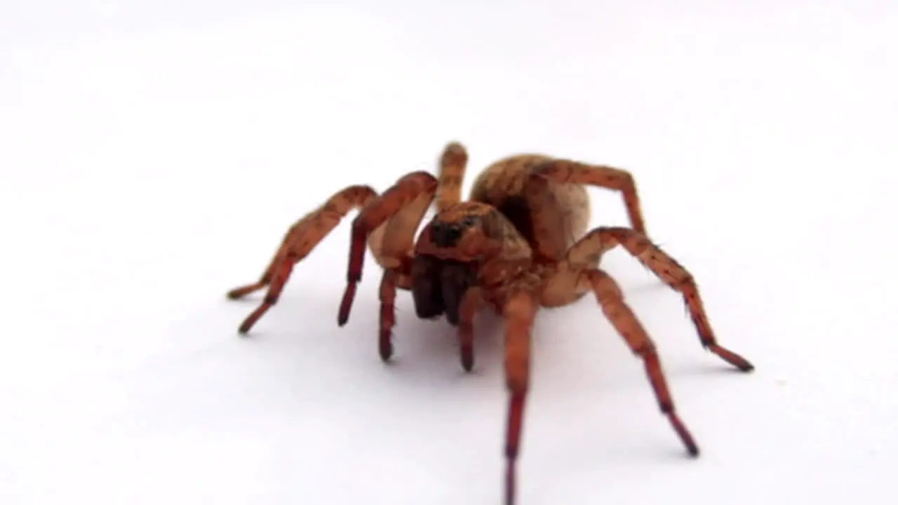 Spider in Slow Motion CC-BY NatureClip