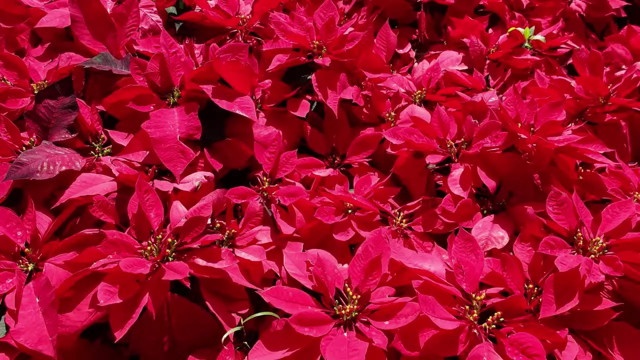 Poinsettia Flowers 4K